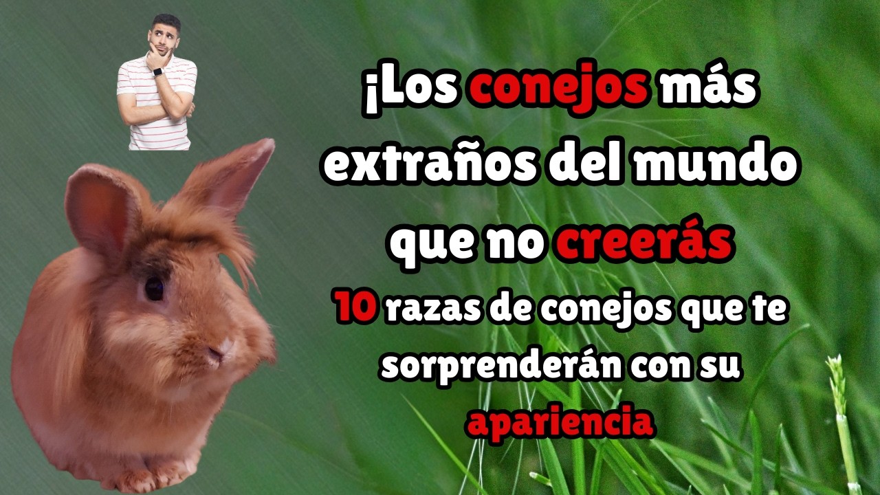 🐰🤯 ¡Los conejos más extraños del mundo – No creerás que existen!