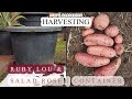 Few but big tubers!(Salad Rose & Ruby Lou) - 110 days