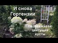 И СНОВА ГОРТЕНЗИИ. ПЕРЕСАДКА ЦВЕТУЩИХ ГОРТЕНЗИЙ