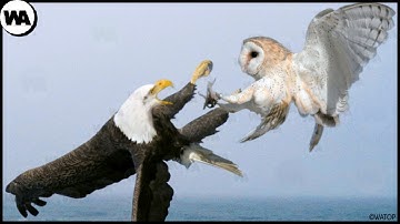 They Hate Each Other for 36 Million Years and Here Is Why