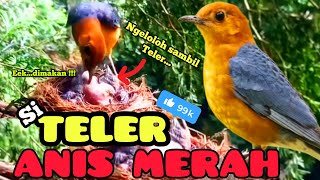 🔴 ANIS MERAH JANTAN DAN BETINA // AKHIRNYA KEMBALI MELOLOH ANAKNYA