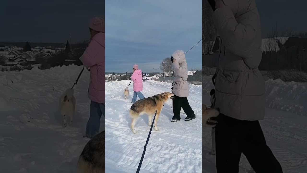 Кадры с прогулки 🐾