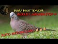Download Lagu SUARA PIKAT TEKUKUR / DURASI FULL 1 JAM NONSTOP !!!