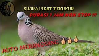 SUARA PIKAT TEKUKUR / DURASI FULL 1 JAM NONSTOP !!!