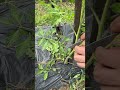 POTARE POMODORI: come e quando
