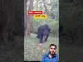 A mother bear suddenly came out of the forest with her two cubs. #wildlife #wildanimals #wild