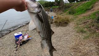 Striper Fishing Quick Limits at the O'NEILL FOREBAY with Anchovies 2024