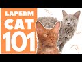 The LaPerm Cat 101 : Breed & Personality の動画、YouTube動画。