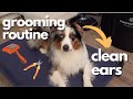 Dog Grooming: Grooming My Australian Shepherd | Nail trims, ear cleaning, brushing, teeth brushing