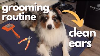 Dog Grooming: Grooming My Australian Shepherd | Nail trims, ear cleaning, brushing, teeth brushing