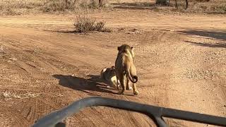 Rare videos of lions.. @NatGeo @natgeoabudhabime @natgeoindia @natgeokorea @SETIndia