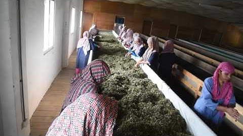 Jun Chiyabari - In the factory / Hand sorting of withered leaves