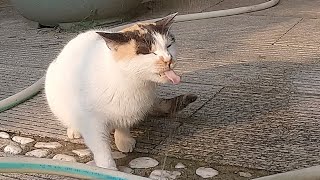 【cat】浇水的皮管破了个小洞喷出水柱，三花猫边喝水边玩，表情好可爱cute pets