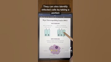 Major Histocompatibility Complex  | TEAS and MCAT Review #shorts #anatomy