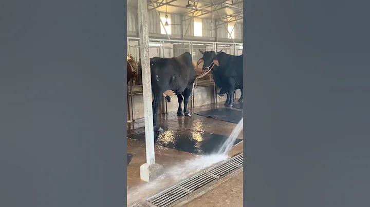 The shepherd regularly cleans the cow dung and the farm with water#bulls #cowdung #foryou #shorts