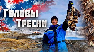 Hanging Cod Heads Вешаем Головы Трески Работаю На Рыбной Фабрике В Норвегии