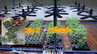 Ep.5 อัพเดทชุดที้3 สายพันธุ์ Frisian Duck เป็ดม่วง เป็ดเขียว เป็ดนิรนาม พร้อมส่ง