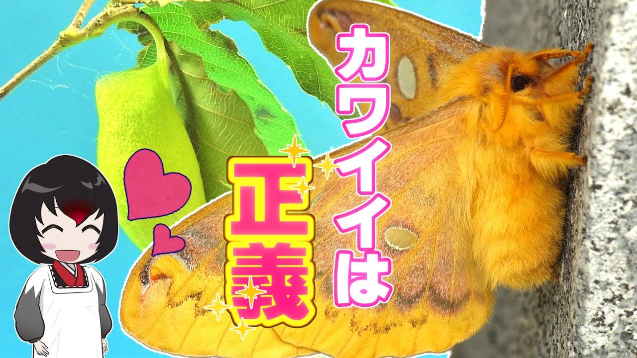 ゆっくり解説 19 ウスタビガ もふもふもふもふ Youtube ゆっくり解説 19 ウスタビガ もふもふもふもふ Youtube