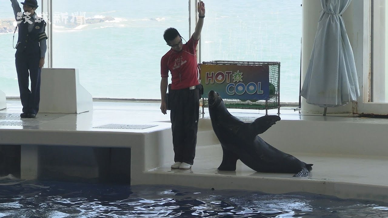 Sea lions cross the street skillfully at Oarai Aquarium - YouTube