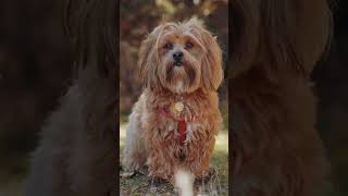 Exploring the Delightful Personality and Irresistible Charm of Havanese Dogs Breed Insights and Care