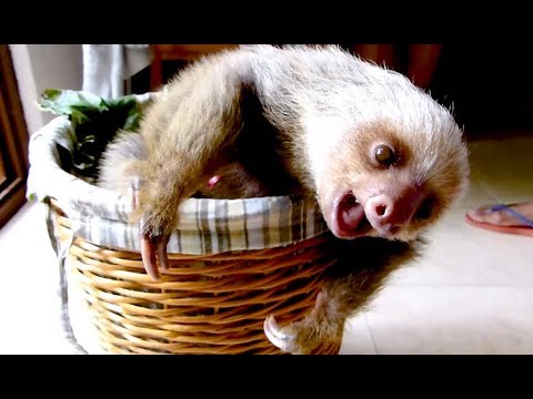 coole-videos-#372:-süßes-faultierbaby-/-cutest-baby-sloth-ever!-||-✪-stern-dutube