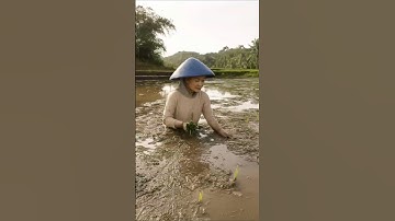 Thailand’s Most Extreme Rice Planting Method! #shorts #plants #farming