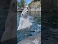 Kela, the beluga whale: certified goofball image