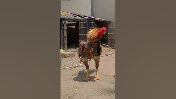 Indian parrot beak long tail aseel .quality 🧡 #bpf #youtube #viralshort