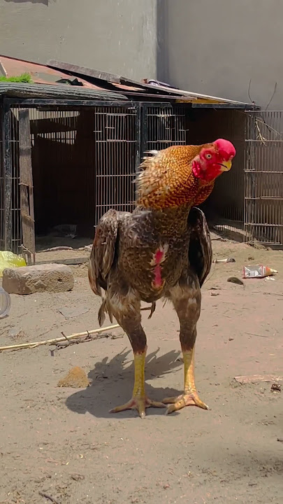 Indian parrot beak long tail aseel .quality 🧡 #bpf #youtube #viralshort