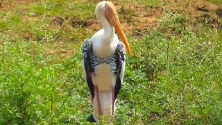 Beautiful Crane Bird !