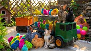 Truk Gandeng Angkut Banyak Ayam, Bebek, Marmut, Kucing dan Sapi - 0025