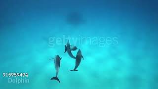 World Animal Adventure Remake