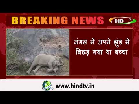 वन कर्मियों ने हाथी के बच्चे को मां से मिलाया,