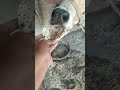 ###जय गौ माता