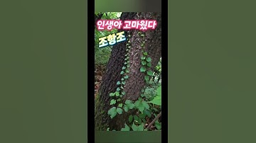 Thumbnail of 인생아고마웠다🎶조항조 🎶넝쿨 식물 나무이끼에도 그저 고맙고 행복하다