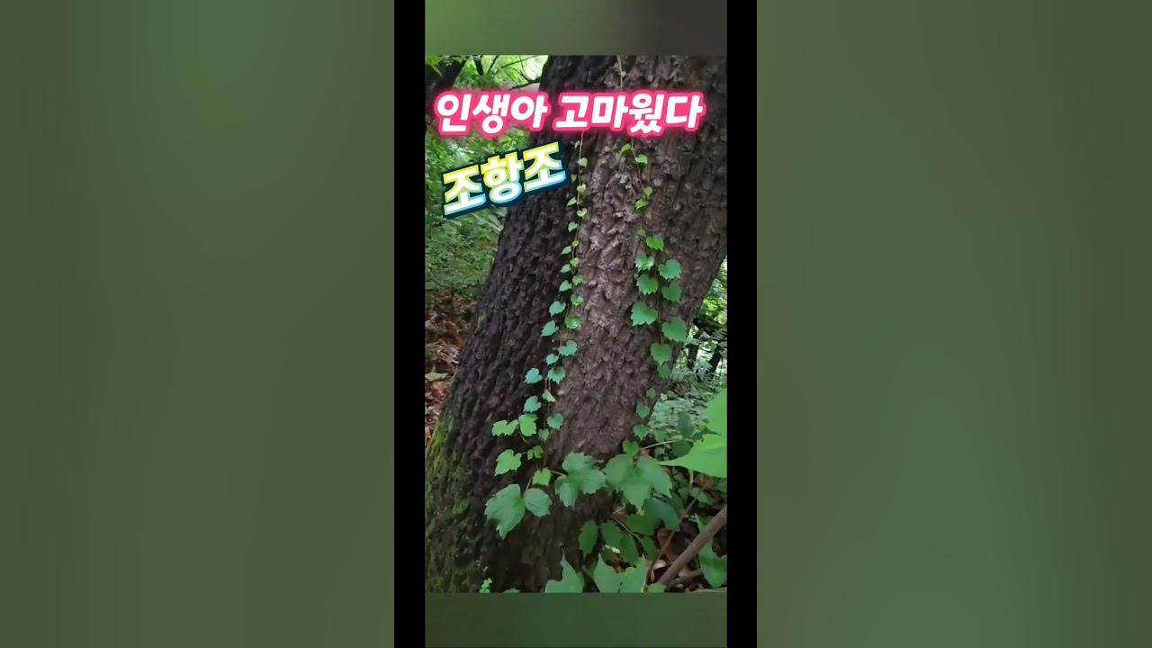 인생아고마웠다🎶조항조 🎶넝쿨 식물 나무이끼에도 그저 고맙고 행복하다