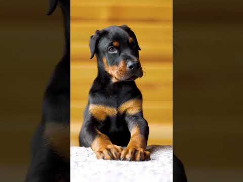 Video: 11 reālu sarunu konfesijas par suņu tiesnešiem