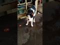 Cute baby Cat Funny Shorts Real video Foryou Cat short video Viral Cat Funny Shorts video #aww