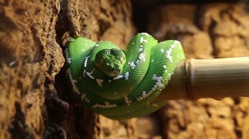 Green Tree Pythons Close up