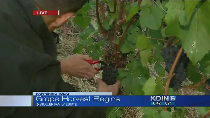 Grape harvest begins at Stoller Family Estate