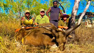 Hunting Banteng in Northern Territory, Australia