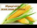 ЖҮГЕРІ ПІСІРУ ЖӘНЕ ПАЙДАСЫ ТУРАЛЫ. Кукуруза варить