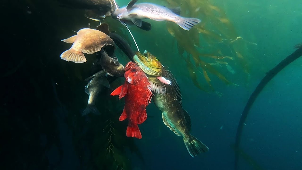 California Spearfishing YouTube