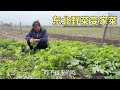 勤快老妈把野菜变家菜，茂密一片吃不过来，二条家实现了吃菜自由