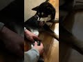 足拭き終わった瞬間キャワッな柴犬