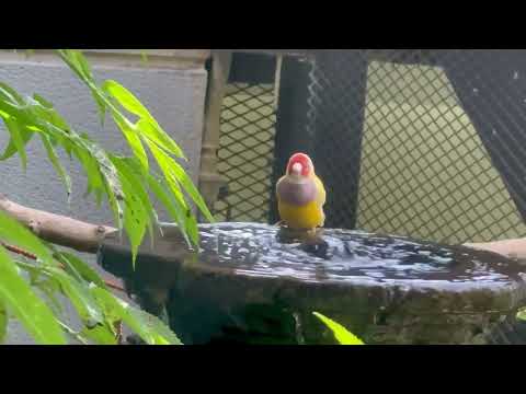 Splash time with our cute Gouldian finch | BCC5