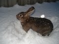 Зимняя поилка для кроликов