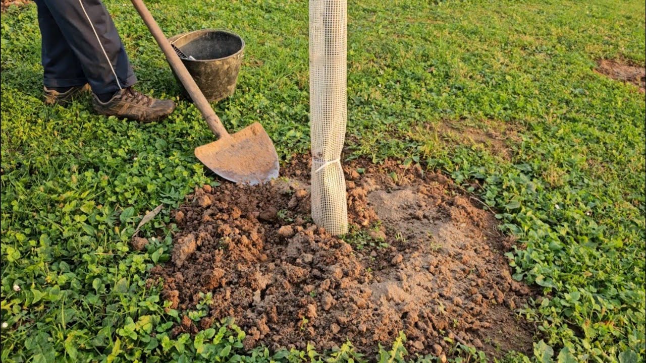 Фрукты растут как сумасшедшие! Зачем рыхлить почву вокруг фруктовых деревьев и когда это делать?