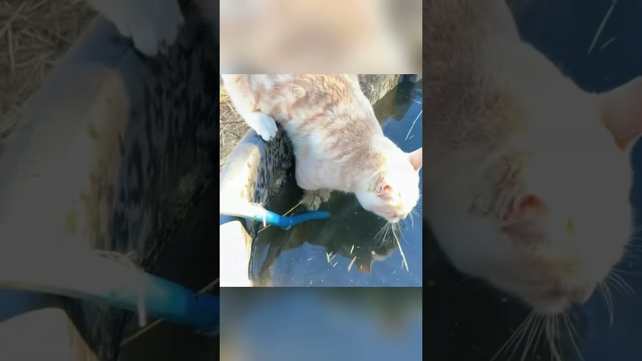 What happens when a horse meets a cat? 