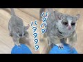スリッパを差し出すと...変な動きをするお猿 "ピザピザパニック" Pizzatoru the Bushbaby / ショウガラゴのピザトル #shorts​